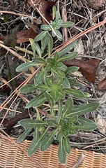 Oenothera humifusa