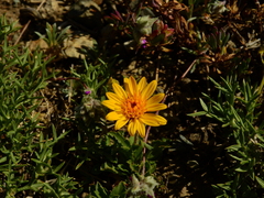 Haplopappus grindelioides