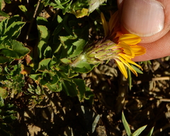 Haplopappus grindelioides
