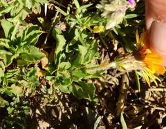 Haplopappus grindelioides