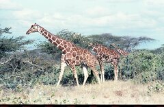 Giraffa camelopardalis reticulata