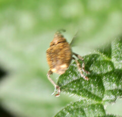 Parethelcus pollinarius