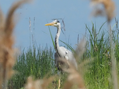 Ardea cinerea