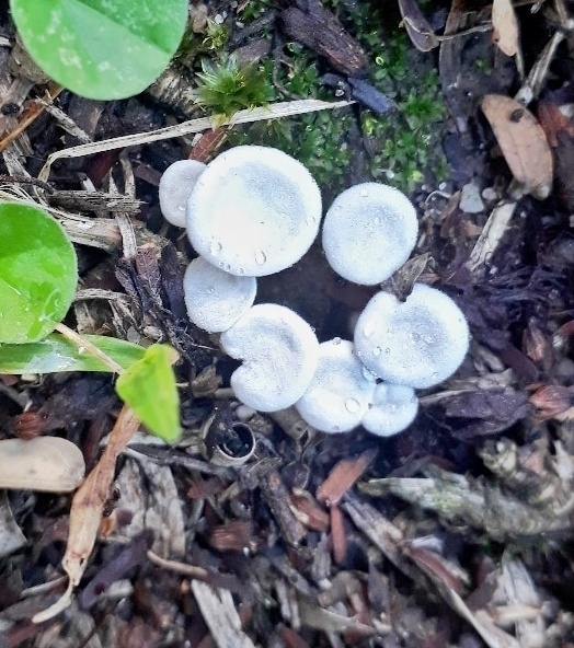 Lentinus concavus · January 2023 · photo: © guilhermefreda (iNaturalist, cc-by-sa)