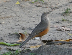 Turdus rufiventris