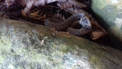 Natrix astreptophora