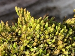 Aulacomnium androgynum