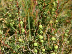 Berberis empetrifolia