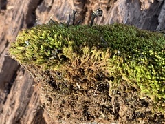 Aulacomnium androgynum