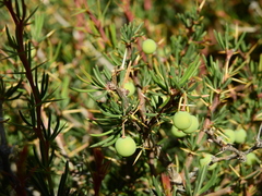 Berberis empetrifolia