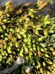 Aulacomnium androgynum