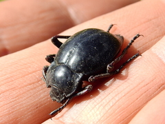 Nyctelia