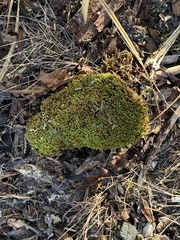 Aulacomnium androgynum