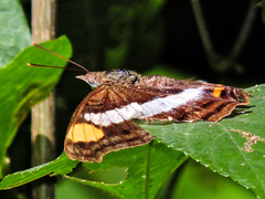 Doxocopa laure laure