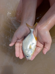 Trachinotus carolinus