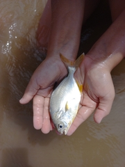 Trachinotus carolinus
