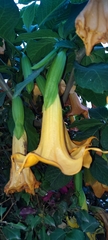 Brugmansia aurea