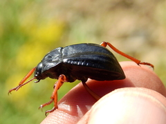 Epipedonota