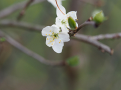 Prunus cerasifera