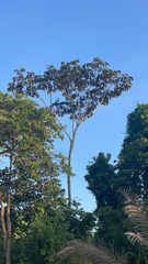Cecropia obtusifolia