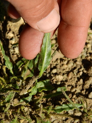 Nicotiana corymbosa