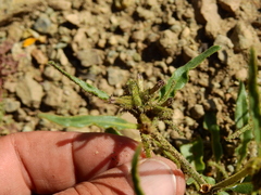 Nicotiana corymbosa