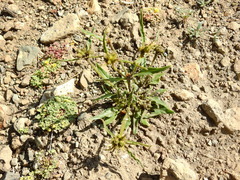Nicotiana corymbosa