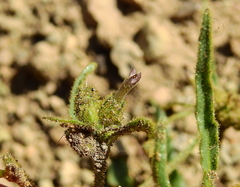Nicotiana corymbosa