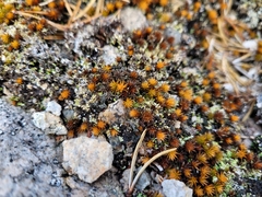 Polytrichum piliferum