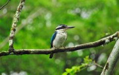 Todiramphus sacer