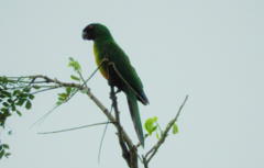 Prosopeia personata