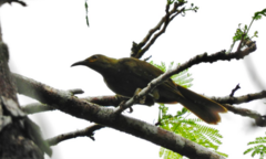Gymnomyza brunneirostris
