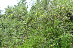 Genista monspessulana