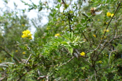 Genista monspessulana