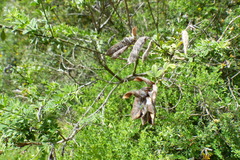 Genista monspessulana