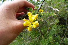 Genista monspessulana