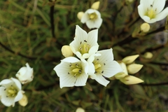 Gentianella