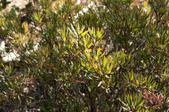 Comarostaphylis