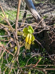 Dirca occidentalis