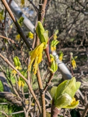 Dirca occidentalis