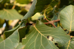 Quercus radiata