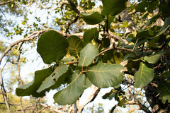 Quercus radiata