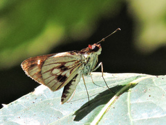 Vettius fantasos