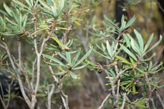 Comarostaphylis
