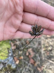 Lomatium nudicaule