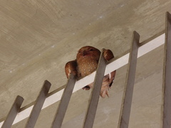 Steatornis caripensis