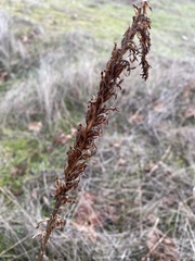 Platanthera elongata