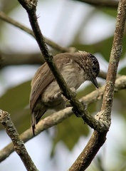 Picumnus granadensis