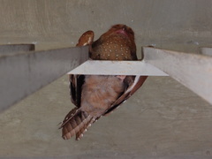 Steatornis caripensis