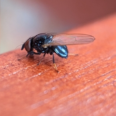 Lonchaea